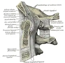 Median sagittal section through the occipital bone and first three cervical vertebræ.