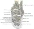 Coronal section through right talocrural and talocalcaneal joints.