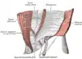 The interfoveolar ligament, seen from in front.