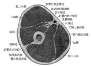 上臂水平切面（英语：），肱肌位於圖中左方。