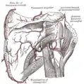 The scapular and circumflex arteries.