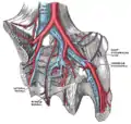 The iliac veins.