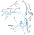 Primary terminal nuclei of the afferent (sensory) cranial nerves schematically represented; lateral view.