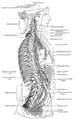 The right sympathetic chain and its connections with the thoracic, abdominal, and pelvic plexuses.