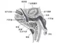 左耳水平剖面；上半部分。