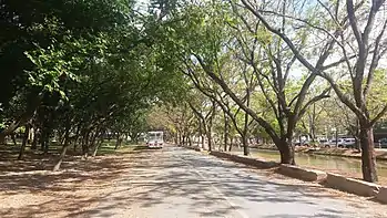 Road with trees in the temple