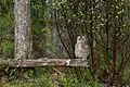 A young Ural owl who has just left the nest. Albu Parish, Estonia.