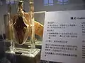 生物標本及解說