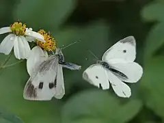 求偶被拒