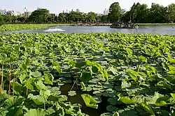 不忍池（6月）