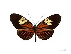 Heliconius melpomene penelope♂ 背侧