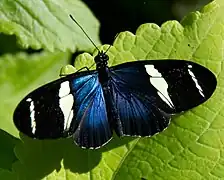 釉蛺蝶亞科的拴袖蝶Heliconius sara