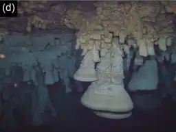 White bell-like structures hanging from the roof of a dark cave