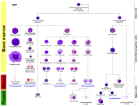 More complete lineages (very large)