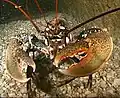 歐洲螯龍蝦 Homarus gammarus