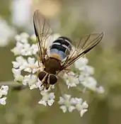 Leucozona（英语：）