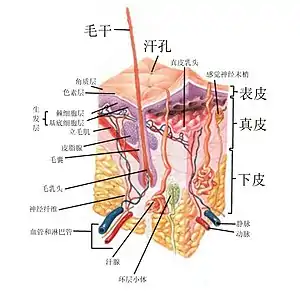 皮肤各层横截面