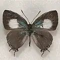 Hypolycaena asahi