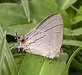 菲利浦旖灰蝶Hypolycaena philippus