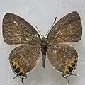 施旖灰蝶Hypolycaena shirozui