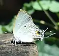 指名旖灰蝶Hypolycaena sipylus