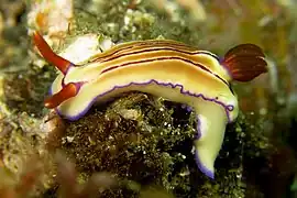 Hypselodoris emma（英语：）