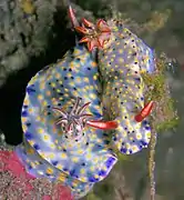 Hypselodoris infucata（英语：）