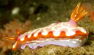 Hypselodoris purpureomaculosa（英语：）