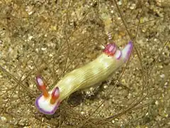 Hypselodoris violabranchia（英语：）