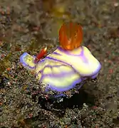 Hypselodoris whitei