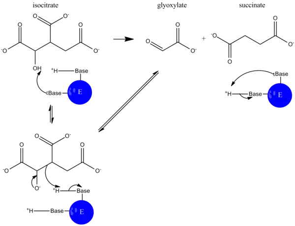 ICL-catalyzed reaction