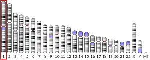 1號染色體