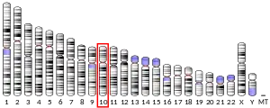 10號染色體