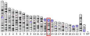 14號染色體