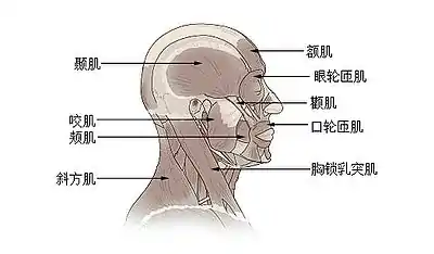 頭部與頸部的肌肉示意圖