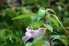 锐齿凤仙花（Impatiens arguta）