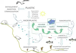 海洋微生物與微塑料之間的相互作用。