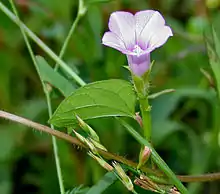 Ipomoea triloba