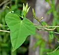 Ipomoea triloba