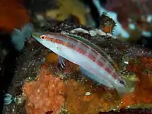 薄蘇彝士魚 Suezichthys gracilis