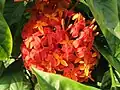 Ixora Pavetta in Dhaka, Bangladesh.