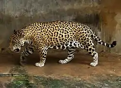 美洲豹(Panthera onca)