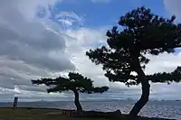 唐崎神社位於琵琶湖岸邊的松樹