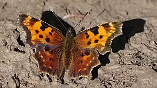 福鉤蛺蝶Polygonia faunus