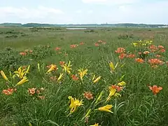 小清水原生花園的蝦夷萱草與蝦夷透百合（2011年7月）