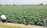 草津市立水生植物公園水之森內的蓮花池