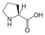 L-脯氨酸(Pro / P)