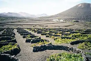 兰萨罗特岛上种植的葡萄藤