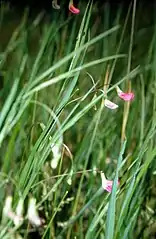 Lathyrus nissolia（英语：）