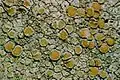 Lecanora strobilina（英语：）